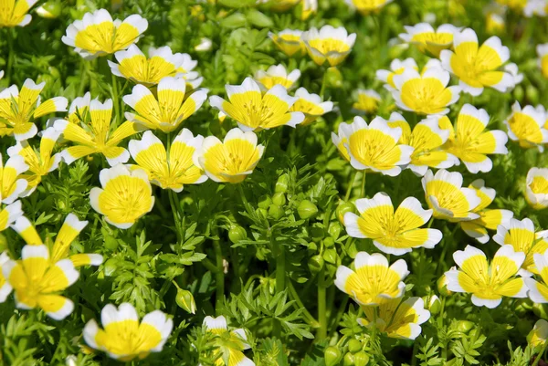 Poached egg plant — Stock Photo, Image