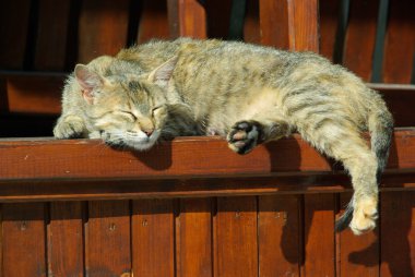 ahşap masanın üzerinde yatan kedi