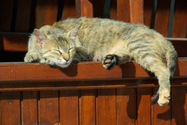 Cat lying on wooden table clipart