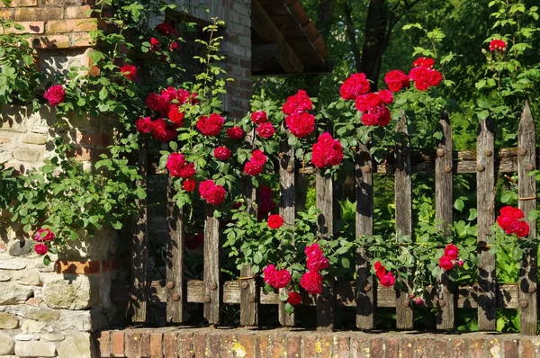 Grazzano Visconti clôture et roses — Photo