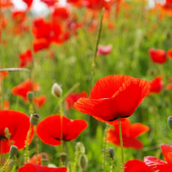 Corn poppy — Stock Photo, Image