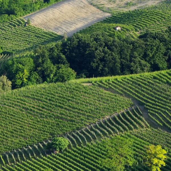 Ланге виноградники — стоковое фото