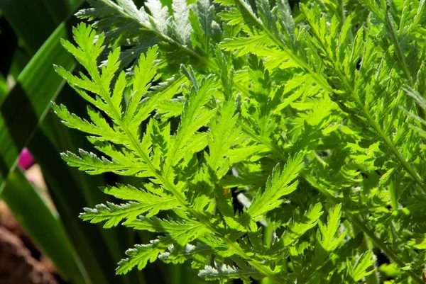 Civanperçemi yaprak