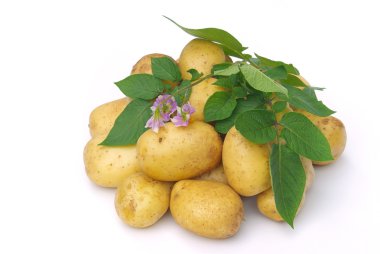 patates 