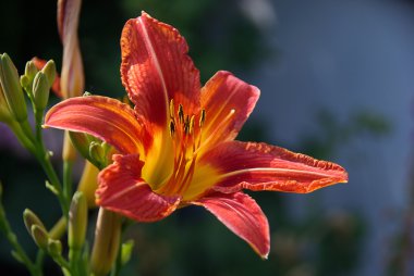 Daylily 
