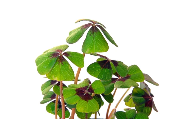 Four leafed clover — Stock Photo, Image