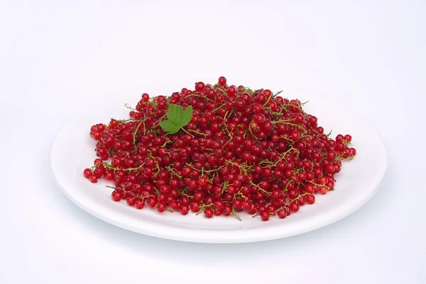 Currant — Stock Photo, Image