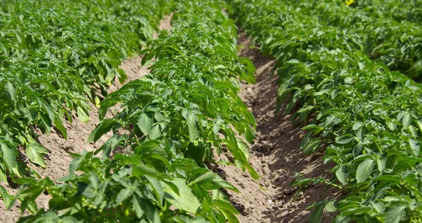 Potato plant — Stock Photo, Image