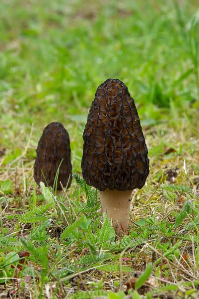 Morel — Stockfoto