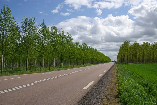 Populus lasu — Zdjęcie stockowe