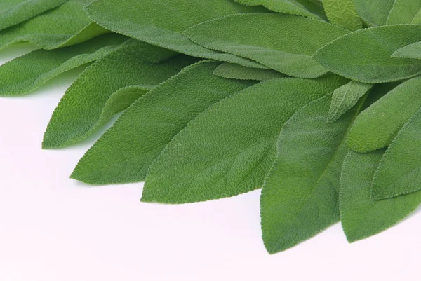 Sage leaf — Stock Photo, Image