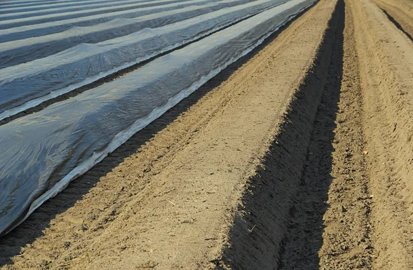 Asparagus field — Stock Photo, Image