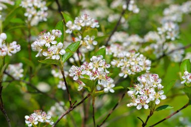 İlkbaharda böğürtlen çiçeği