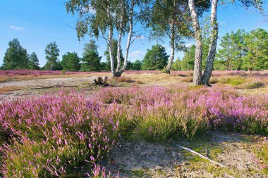 Heather, Calluna vulgaris çiçeklenme ve yürüyüş yolu ile Heath manzara