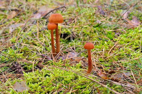 Group Laccaria Mushrooms Autumn Forest — Stock Photo, Image