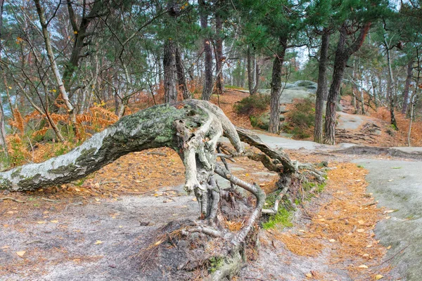 秋天森林里的桦树和老树根 沙岩上有苔藓 — 图库照片