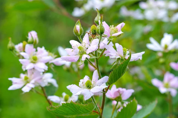 Flower Blackberry Spring — Stock Photo, Image