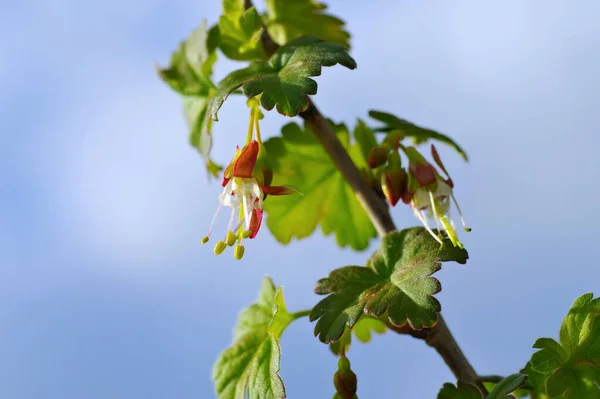 Ribes Divaricatum Fiore Primavera — Foto Stock