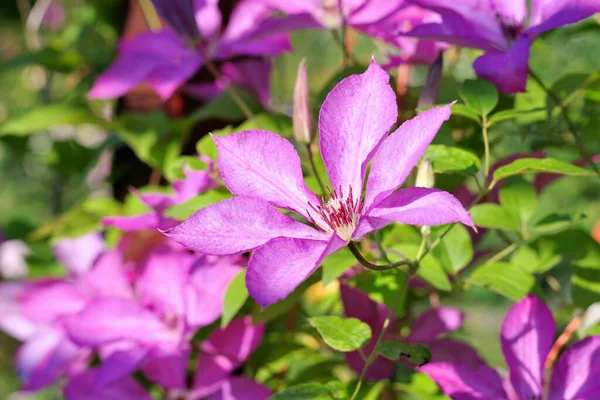 Purple Flowering Clematis Flower Beautiful Climber Spring — Stock Photo, Image