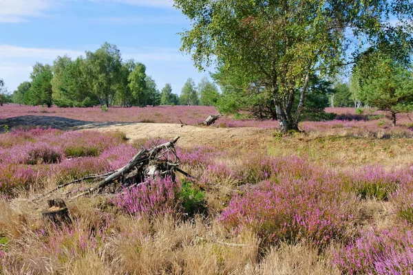 Heath Landscape Flowering Heather Calluna Vulgaris Hiking Path — Stock Photo, Image