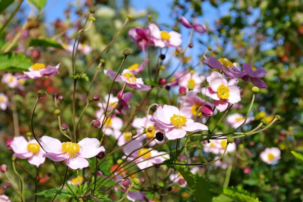 Flores Anêmona Japonesas Anemone Hupehensis — Fotografia de Stock