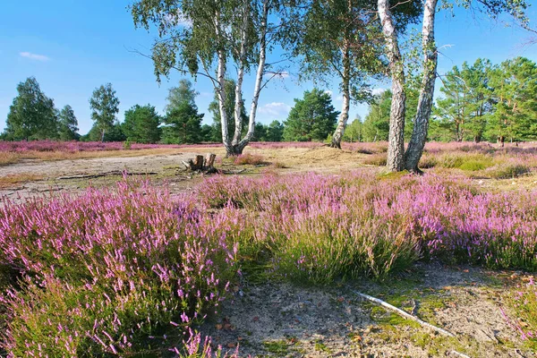 Heath Landscape Flowering Heather Calluna Vulgaris Hiking Path — Stock Photo, Image