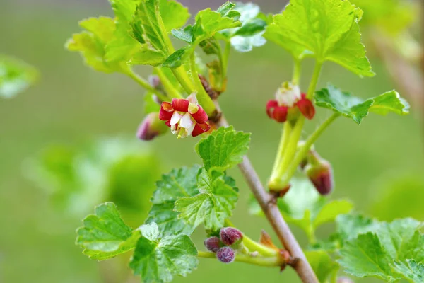 Jostaberry Ribes Nidigrolaria Flower Spring — ストック写真