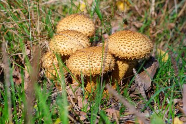 Shaggy Scalcap ya da Pholiota karrosa mantarı sonbahar ormanında
