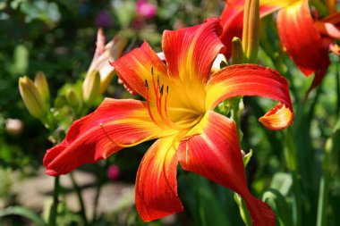 Yaz bahçesinde her gün görülen kırmızı pantolon askısı.