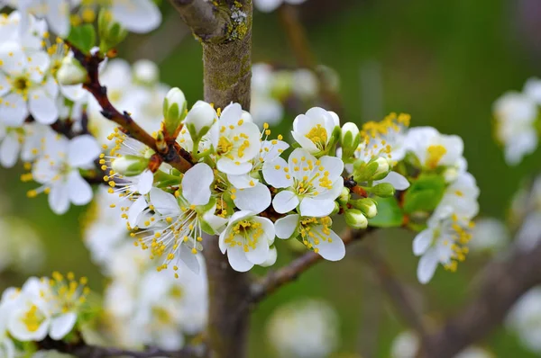 White Plum Blossom Spring — Stock Photo, Image