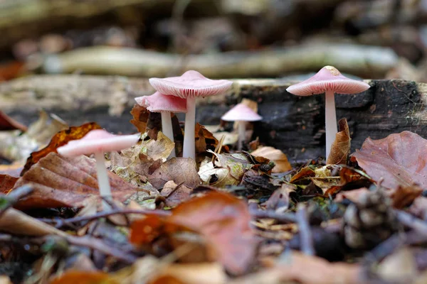 Group Rosy Bonnet Mycena Rosea Mushrooms Autumn Forest — Zdjęcie stockowe