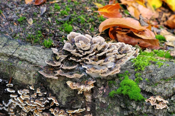 Ekor Kalkun Atau Trametes Versicolor Hutan Musim Gugur — Stok Foto