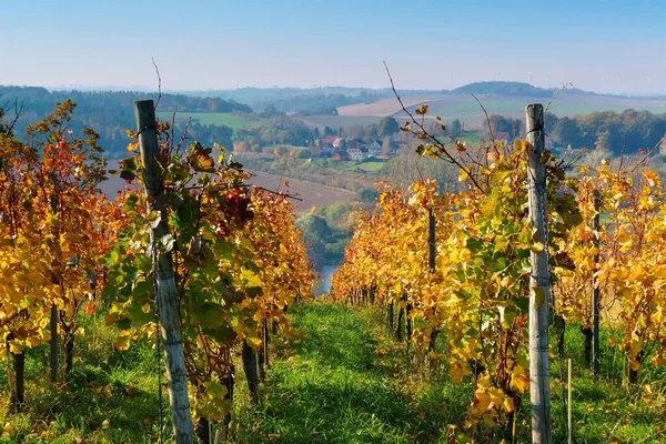 View Autumn Vineyards River Elbe Saxony Germany — Stock Photo, Image