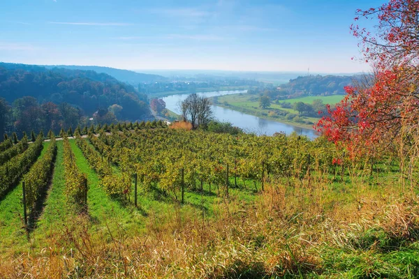 Vista Sobre Vinhas Outono Perto Rio Elba Saxônia Alemanha — Fotografia de Stock