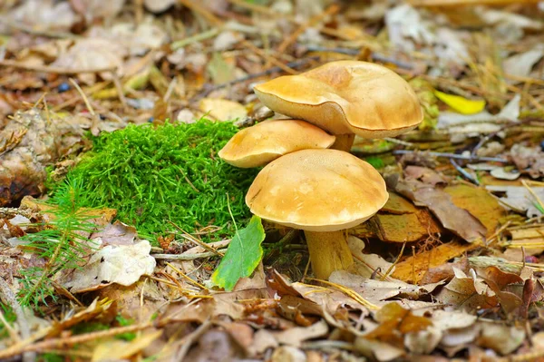 Wild Mushroom Autumn Forest Woodland Floor — Stock Photo, Image
