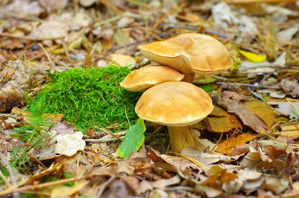 Seta Silvestre Bosque Otoño Suelo Del Bosque — Foto de Stock