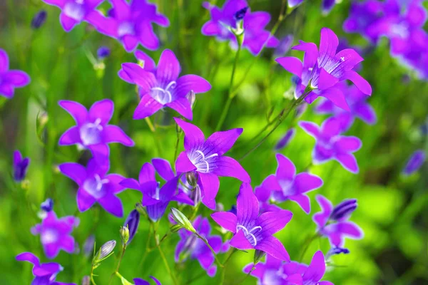 Bellflower Campanula Patula Verspreiden Een Weide Het Voorjaar — Stockfoto