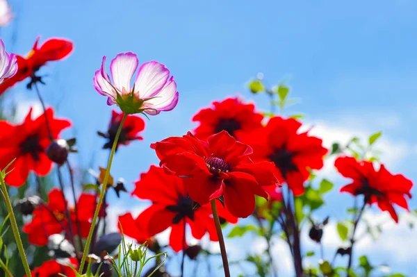 夏のダリアの Olympicfire Cosmea — ストック写真