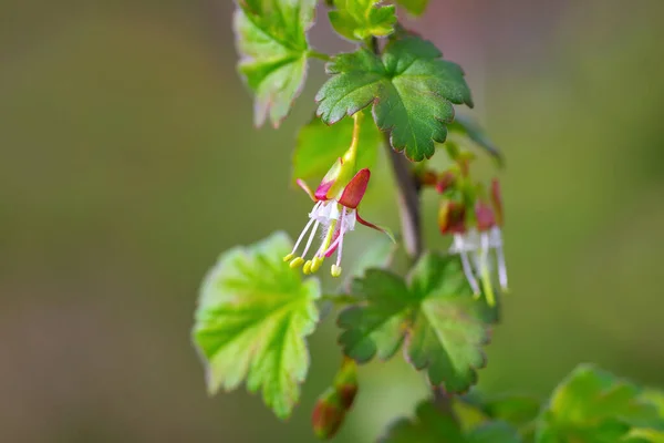 Ribes Divaricatum Flor Primavera — Fotografia de Stock