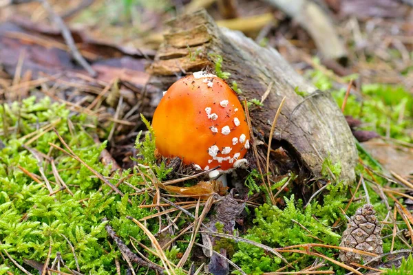 秋の森の中のアマニタ ムスカリア — ストック写真