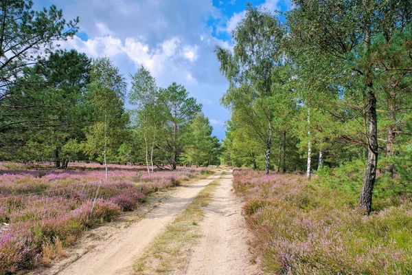 Paisaje Brezo Con Floración Heather Calluna Vulgaris Sendero Senderismo — Foto de Stock