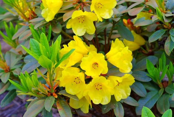 Žlutá Rhododendron Kultivar Golden Everest Rostlina Jaře — Stock fotografie