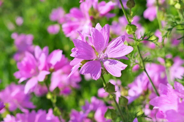 Фиолетовый Мускус Malva Alcea Летом — стоковое фото