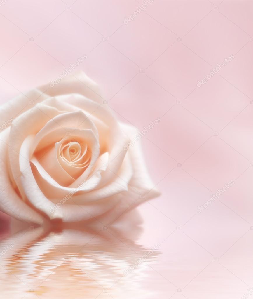 Rose on a light pink background