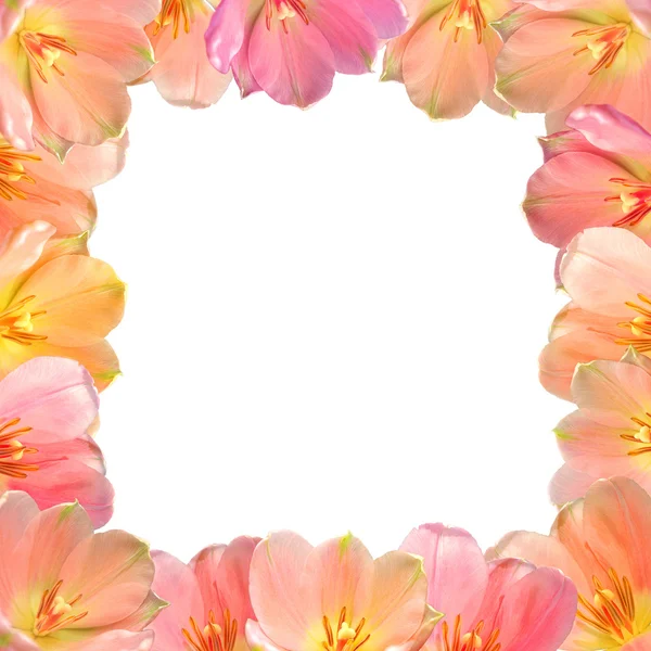 Tulips frame — Stock Photo, Image