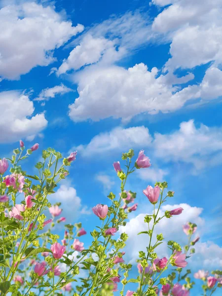 Malva que florece contra el fondo azul del cielo —  Fotos de Stock