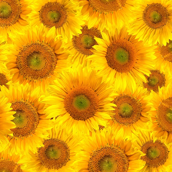 Zonnebloemen achtergrond — Stockfoto