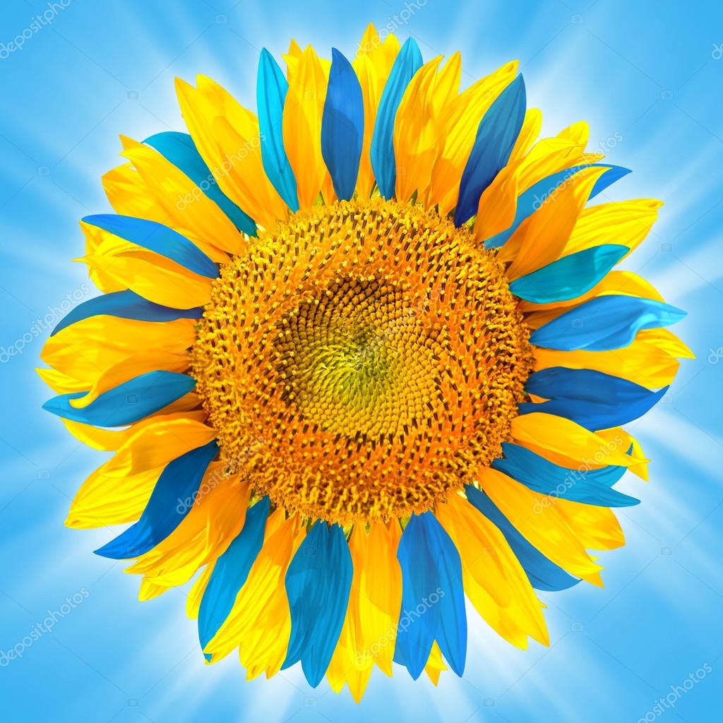 Sunflower in colors of Ukrainian flag Stock Photo by ©VLukas 25243267
