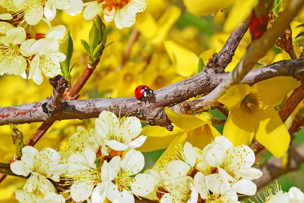 Ladybug sitting on Forsythia bush — Stock Photo, Image