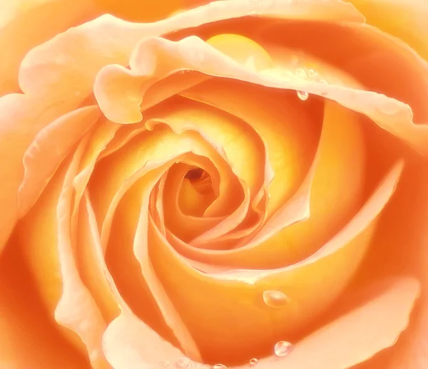 Amarelo rosa close-up — Fotografia de Stock